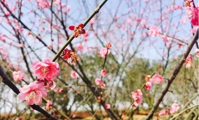 最“傲”的公園——梅花公園